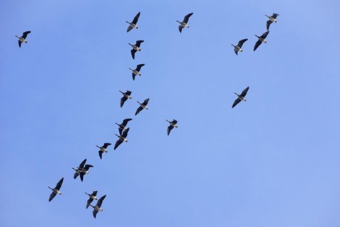 Flock of white-fronted geese