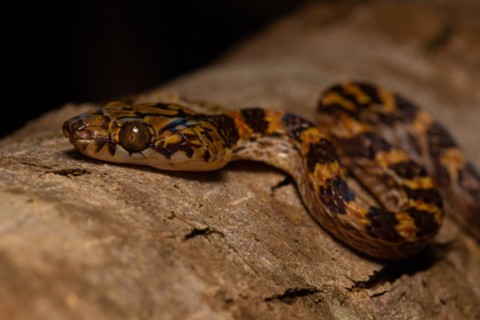 Ampijoroa tree snake