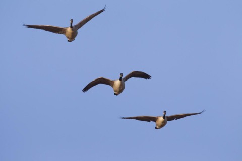 Canada geese