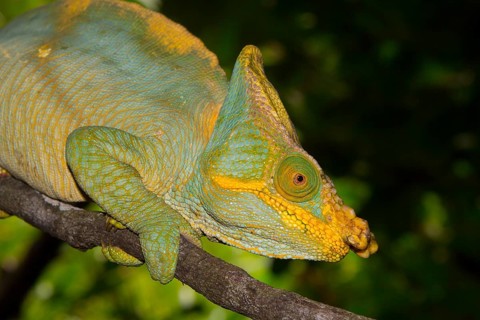 Parsons chameleon
