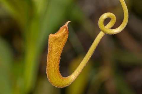 Pitcher plant of a carnivorous pitcher plant