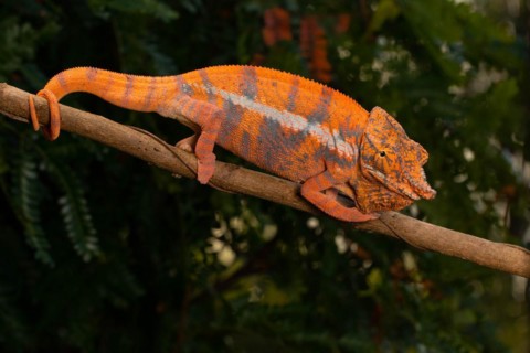 Male Angels chameleon