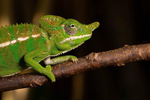 Rediscovered male voeltzkow's chameleon