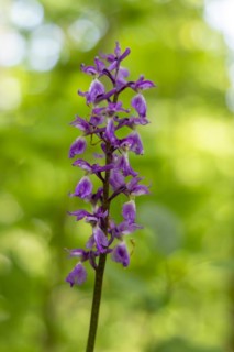 Cuckoo orchid