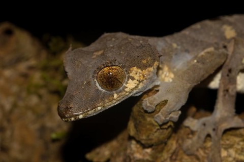 Rare leaf-tailed gecko