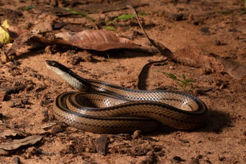 Four-striped snake