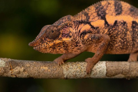 Female Angels chameleon