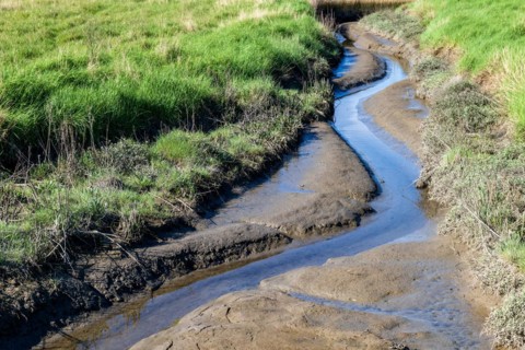 Tidal creek in the dyke foreland