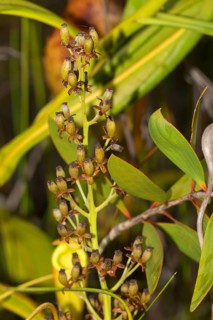 Inflorescence of a carnivorous pitcher plant
