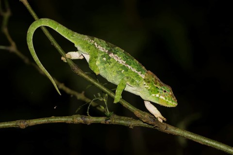 Chameleon
