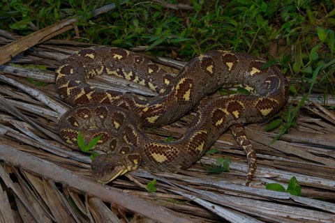 Madagascar dog-head boa