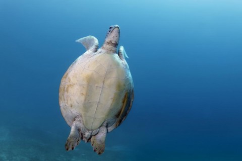 Green turtle