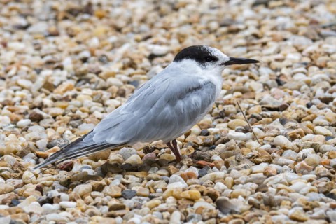 Common tern