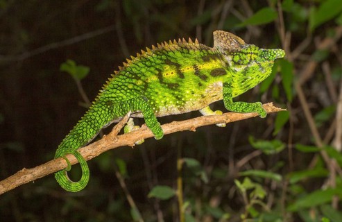 Antimena chameleon