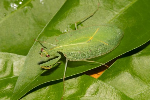 Praying mantis