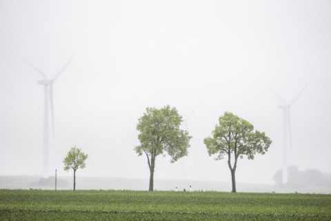 Trees along a country road stand out in front of wind turbines in Vierkirchen