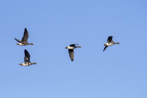 Flock of white-fronted geese