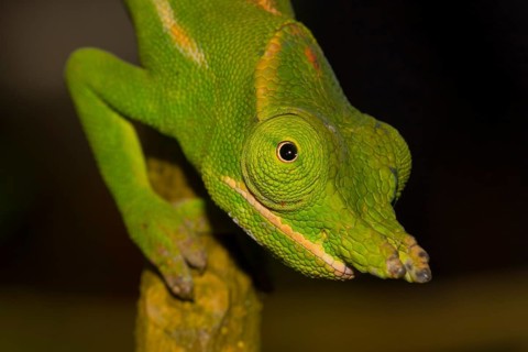 Close-up of a petter's chameleon