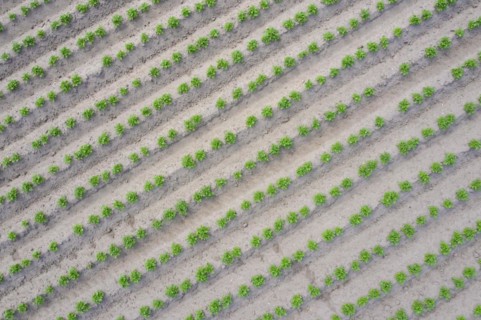 Aerial view over rows of green shoots of potato