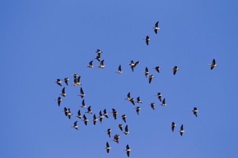 Greater white-fronted geese