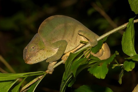 Large chameleon