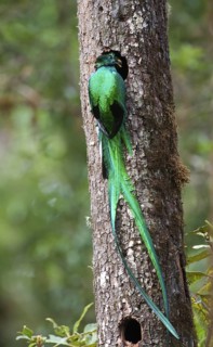 Resplendent Quetzal