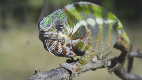 Green chameleon walks along branch and looksat around on bright sunny day on the green trees background