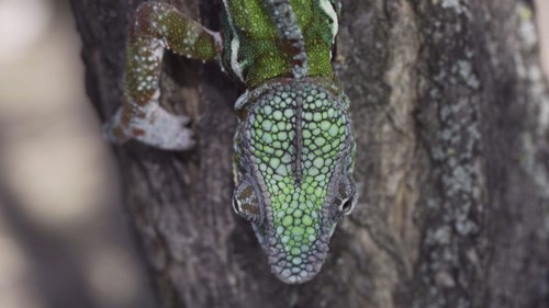 Close-up