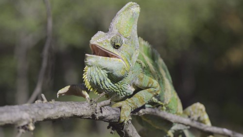 Close-up of disgruntled elderly chameleon walking along thorny branch of tree opening its mouth