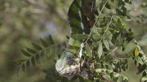 Close-up of bright green chameleon hanging down swaying on thin tree branch among green leaves on sunny day