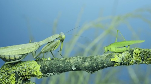 Green grasshopper chirps its wings next to large female praying mantis sitting on tree branch covered with lichen