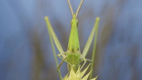 Frontal portrait of Giant green slant-face grasshopper Acrida sitting on spikelet on grass and blue sky background