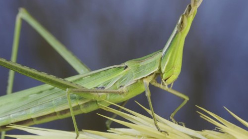 Close-up of an active Giant green slant-face grasshopper Acrida on spikelet on grass and blue sky background