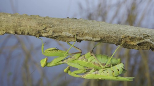 Mating process of praying mantises