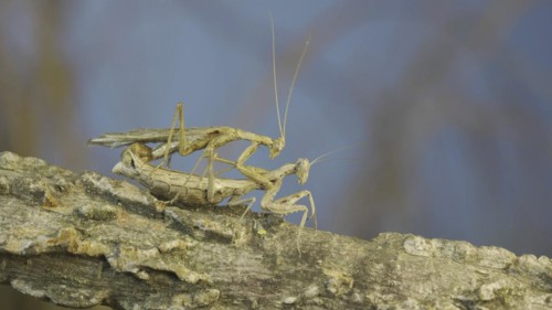 Couple of praying mantis mating on tree branch