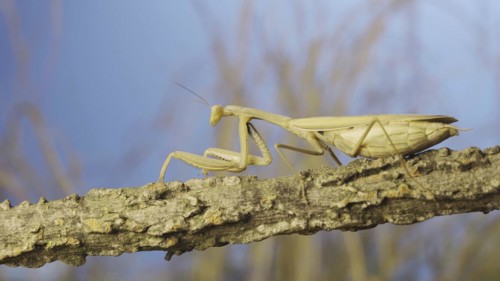 Big female praying mantis sitting on branch in the grass and blue sky background