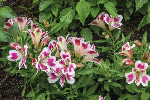 Peruvian lilies