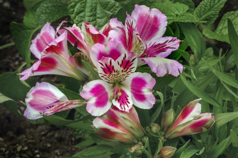 Peruvian lilies