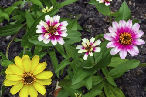 Zinnias