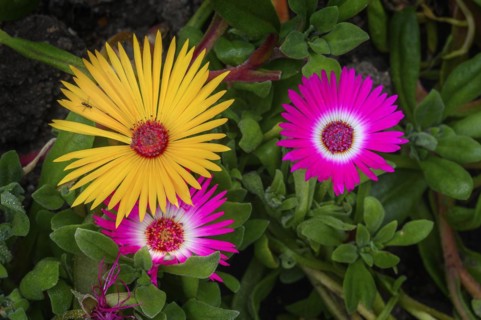Midday flowers