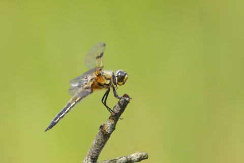Four-spotted chaser