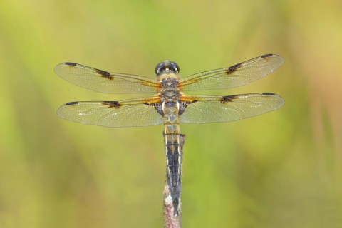 Four-spotted chaser