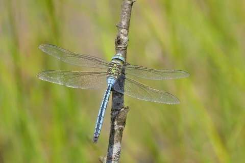 Emperor dragonfly