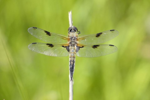 Four-spotted chaser