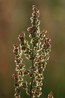 Field with sorrel in beautiful evening light