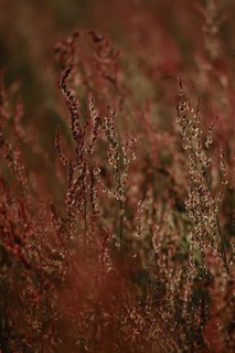 Field with sorrel in beautiful evening light