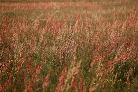 Field with sorrel in beautiful evening light
