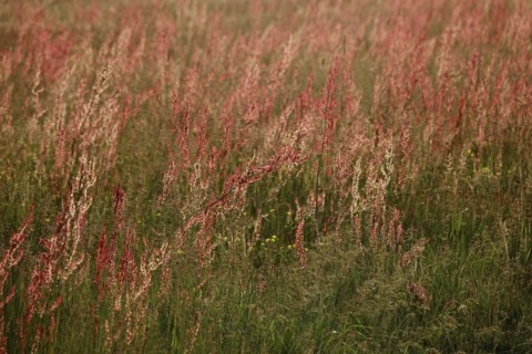 Field with sorrel in beautiful evening light