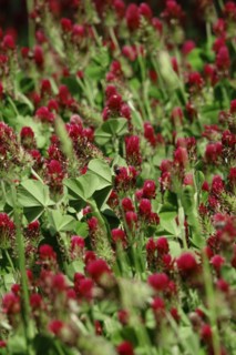 Incarnate clover