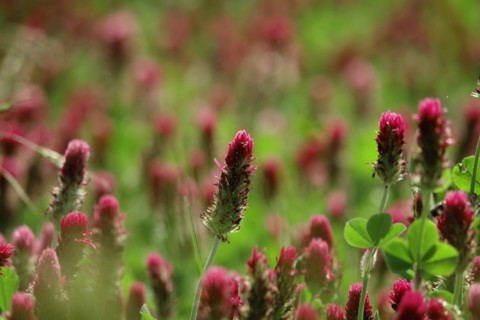 Incarnate clover